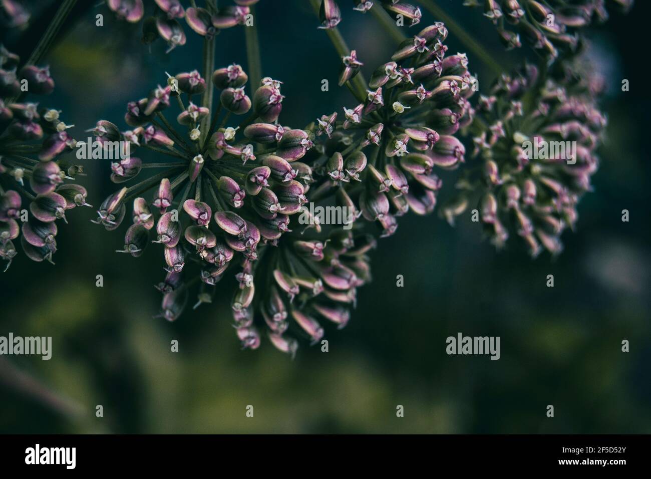 lilac angelica seeds with space for text on the right side Stock Photo