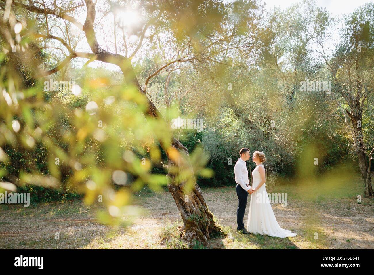 The bride and groom stand among the trees in the olive grove, look at ...