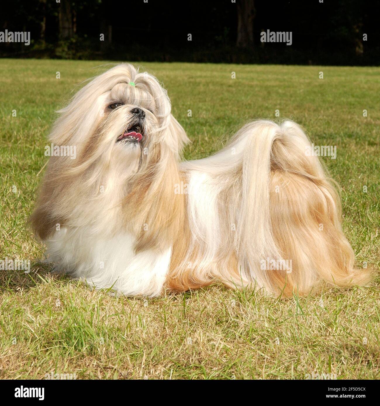 Shih tzu pure breed hi-res stock photography and images - Alamy