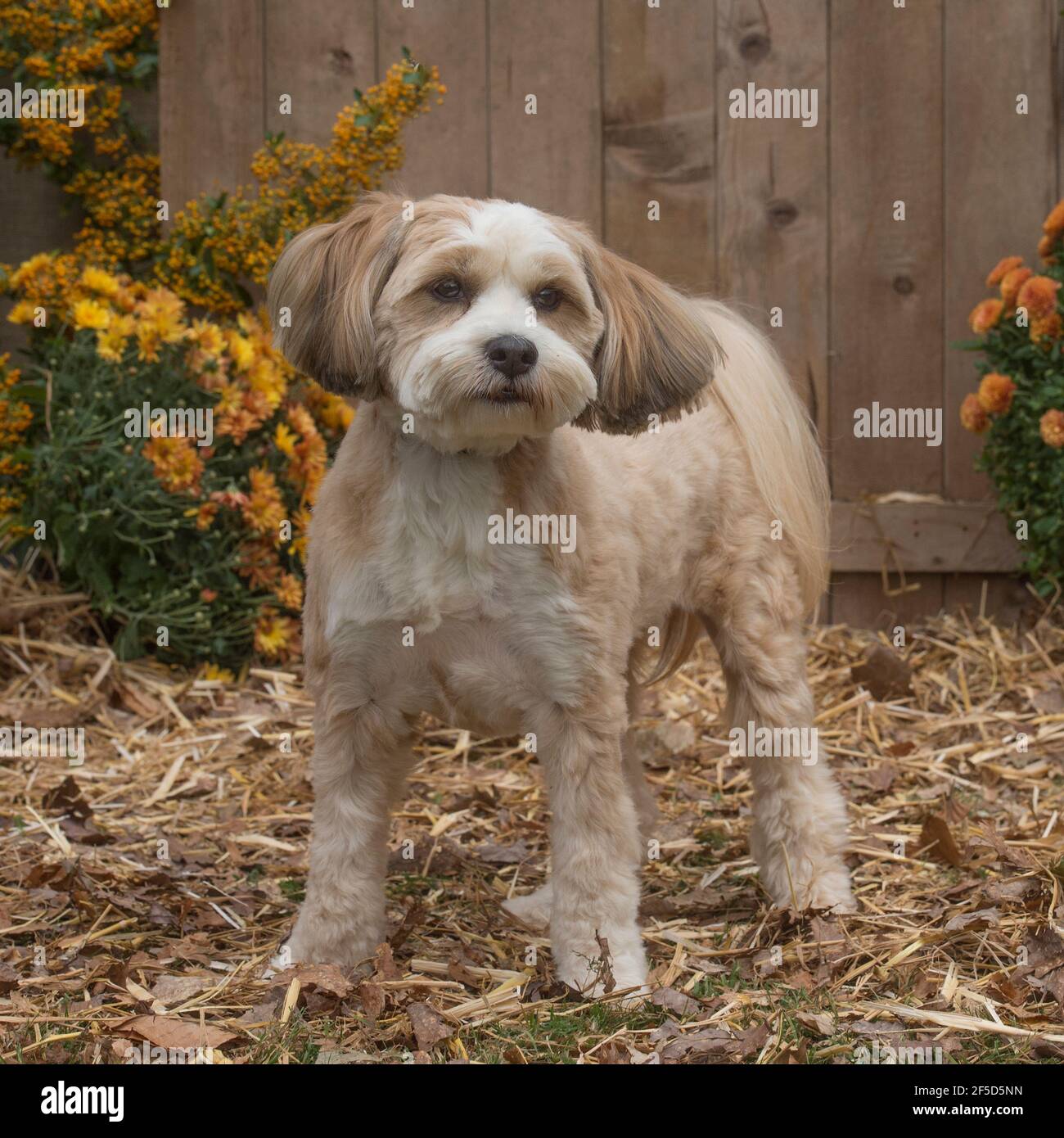 tibetan terrier Stock Photo