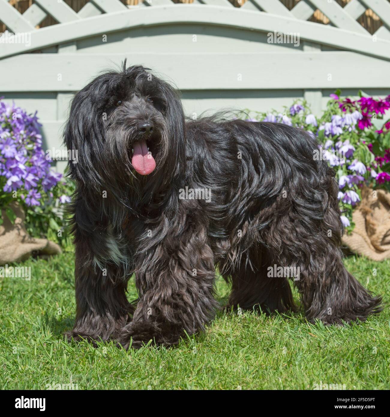 tibetan terrier Stock Photo