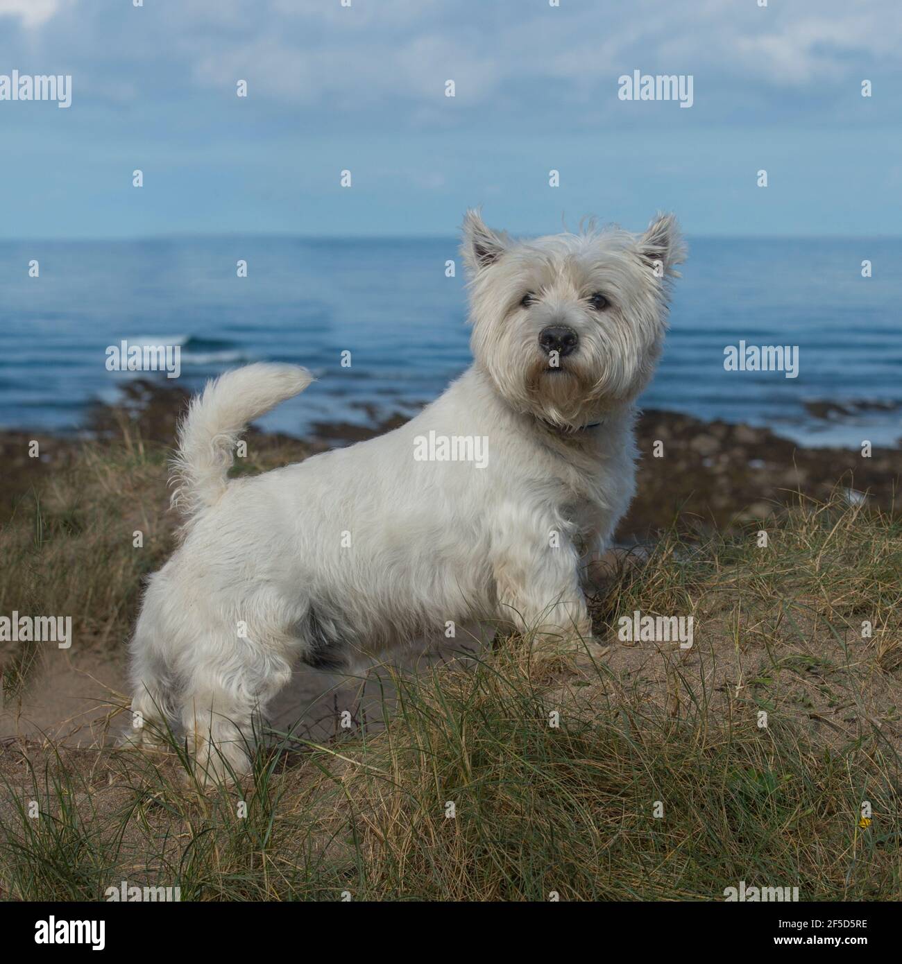 West Highland White Terrier Beach High Resolution Stock Photography And Images Alamy