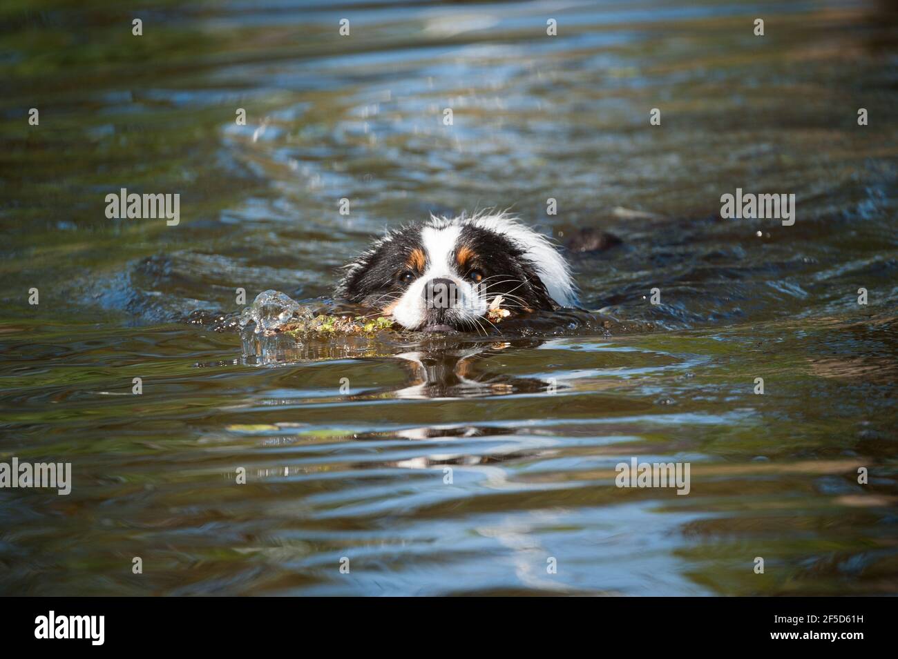 Swimming australian shepherd dog in a lake Stock Photo Alamy