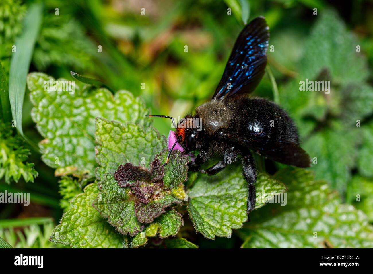 Big bee on flower hi-res stock photography and images - Alamy