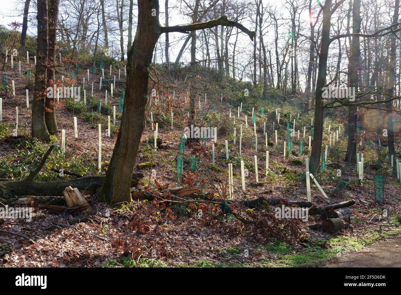 new planting in a clearing in the forest, self-decomposing growth tubes are to promote growth, Germany Stock Photo