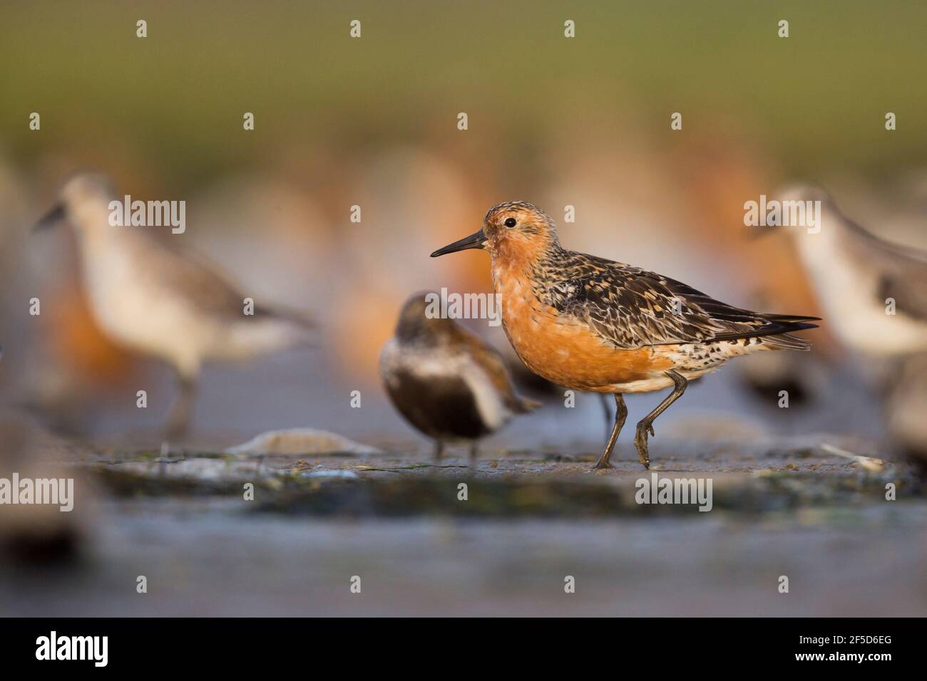 red knot (Calidris canutus), Adult in breeding plumage standing on mud flat at a high tide wader roost with several Dunlins, Germany Stock Photo