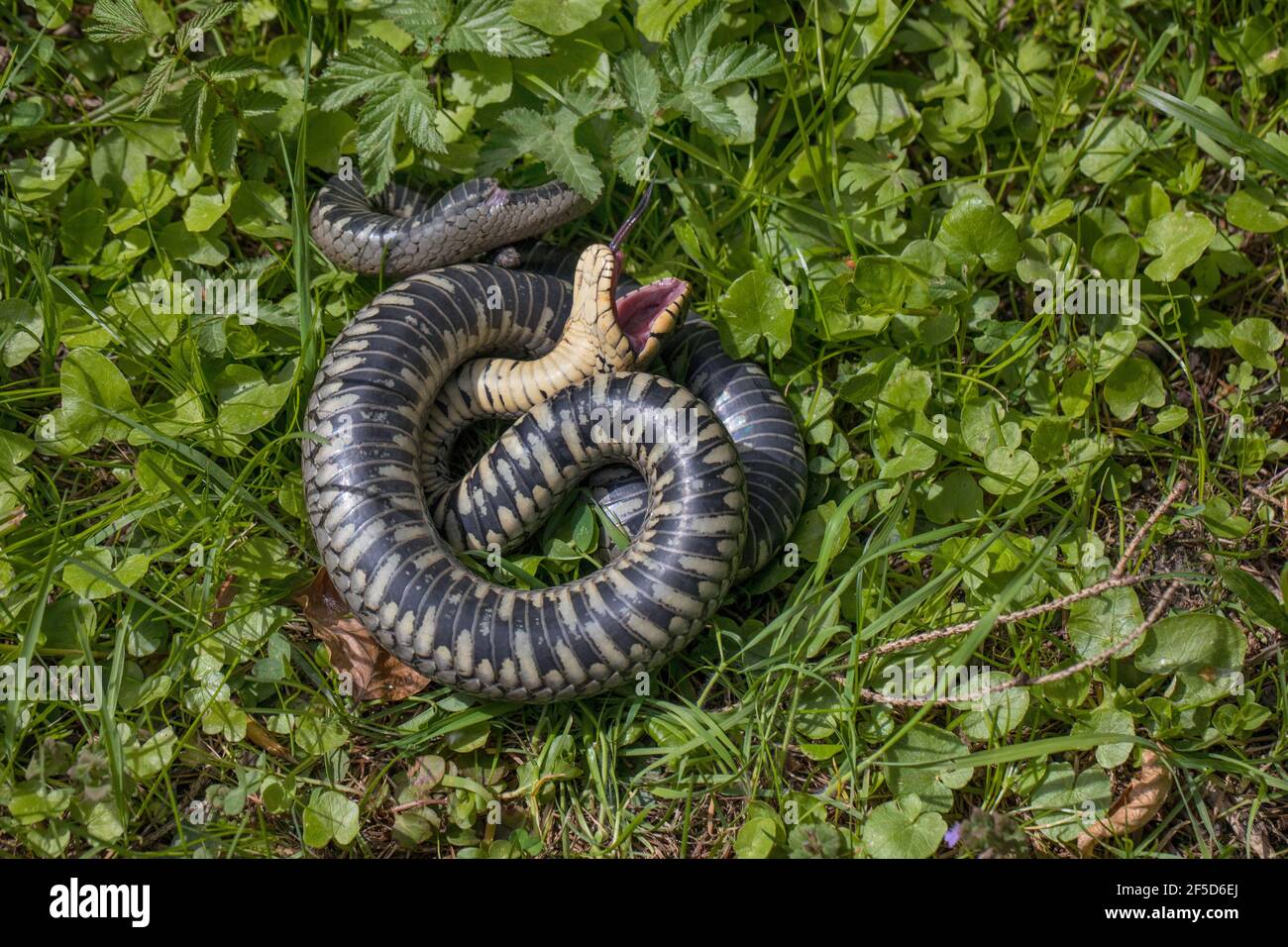 grass snake (Natrix natrix), feigning death after cat attack, thanatosis, Germany, Bavaria Stock Photo
