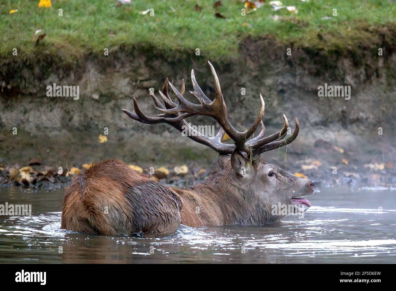 red deer (Cervus elaphus), cooling down in stretch of water, Germany, Mecklenburg-Western Pomerania Stock Photo