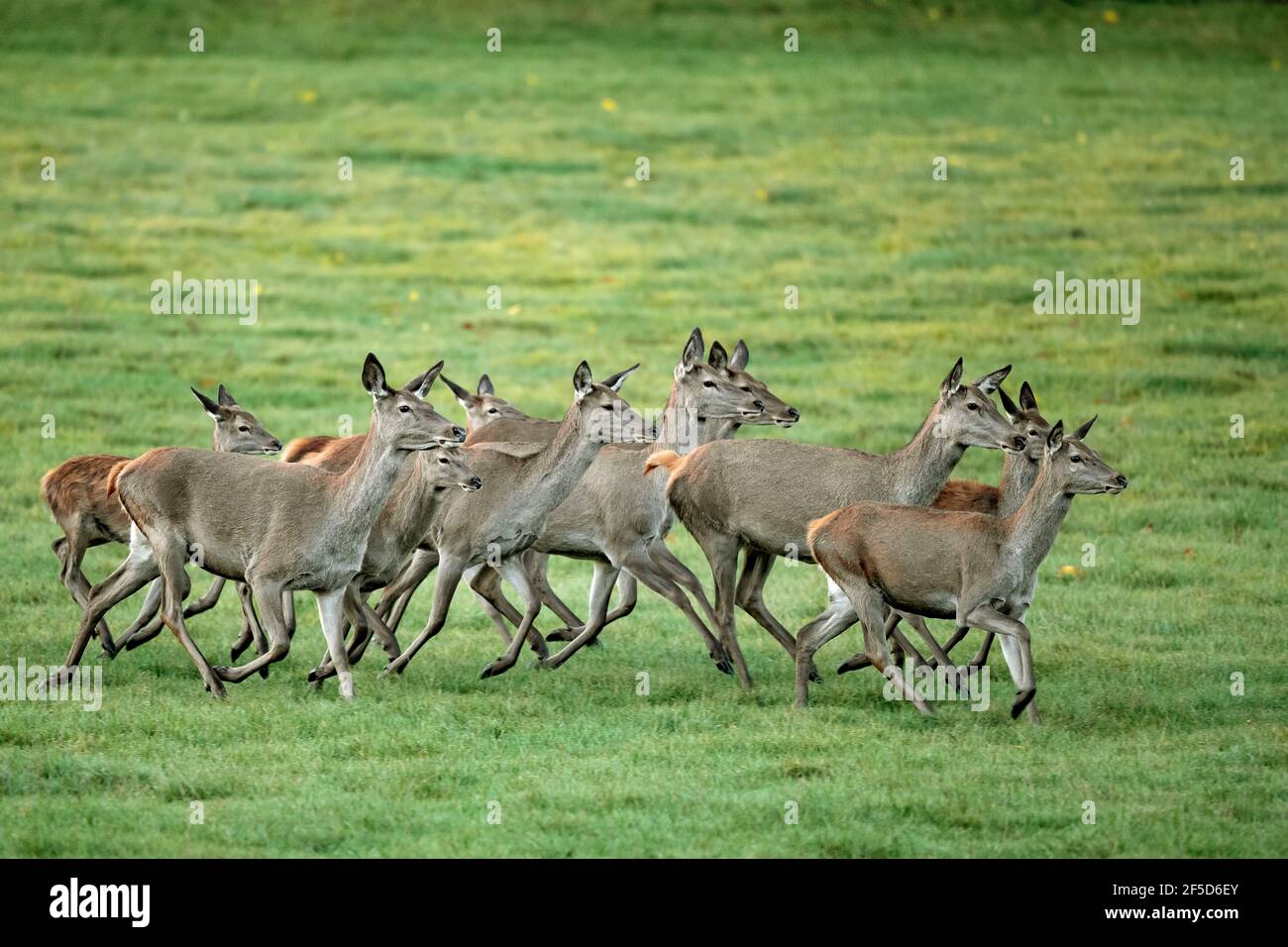 red deer (Cervus elaphus), herd of hinds, Germany, Mecklenburg-Western Pomerania Stock Photo