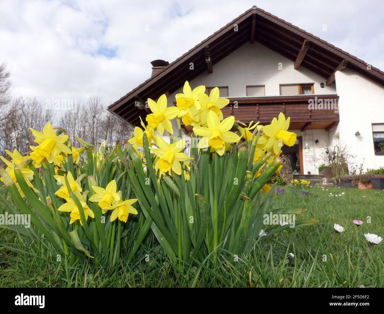 daffodil (Narcissus spec.), yellow daffodils in the garden of a one family house, Germany Stock Photo