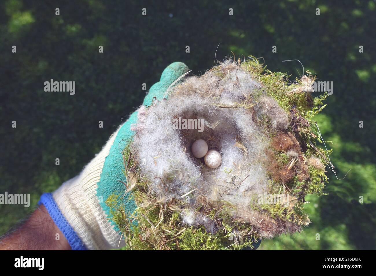 bird nest with two unbeed eggs, cleaning of the bird box after the breeding season, Germany Stock Photo