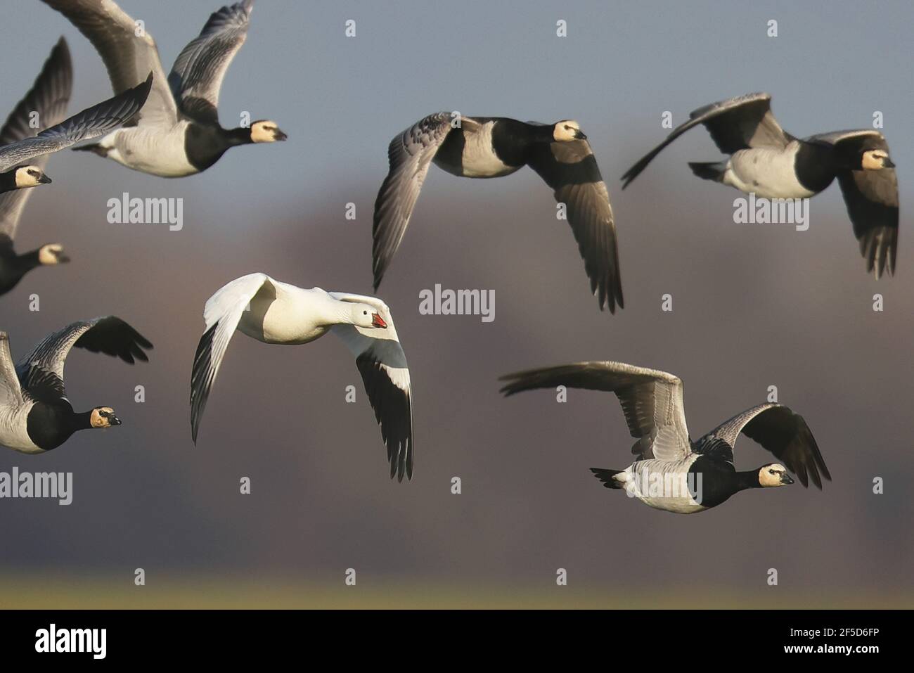 Ross's goose (Anser rossii, Chen rossii), in flight with a group of barnacle geese, Netherlands, Gelderland, Arkemheen Stock Photo