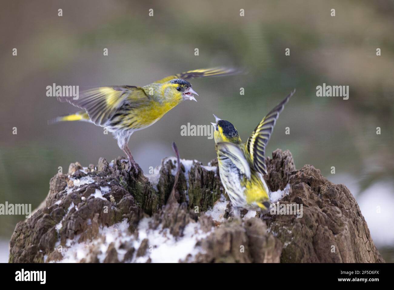 spruce siskin (Spinus spinus, Carduelis spinus), two fighting males, Germany, Bavaria Stock Photo