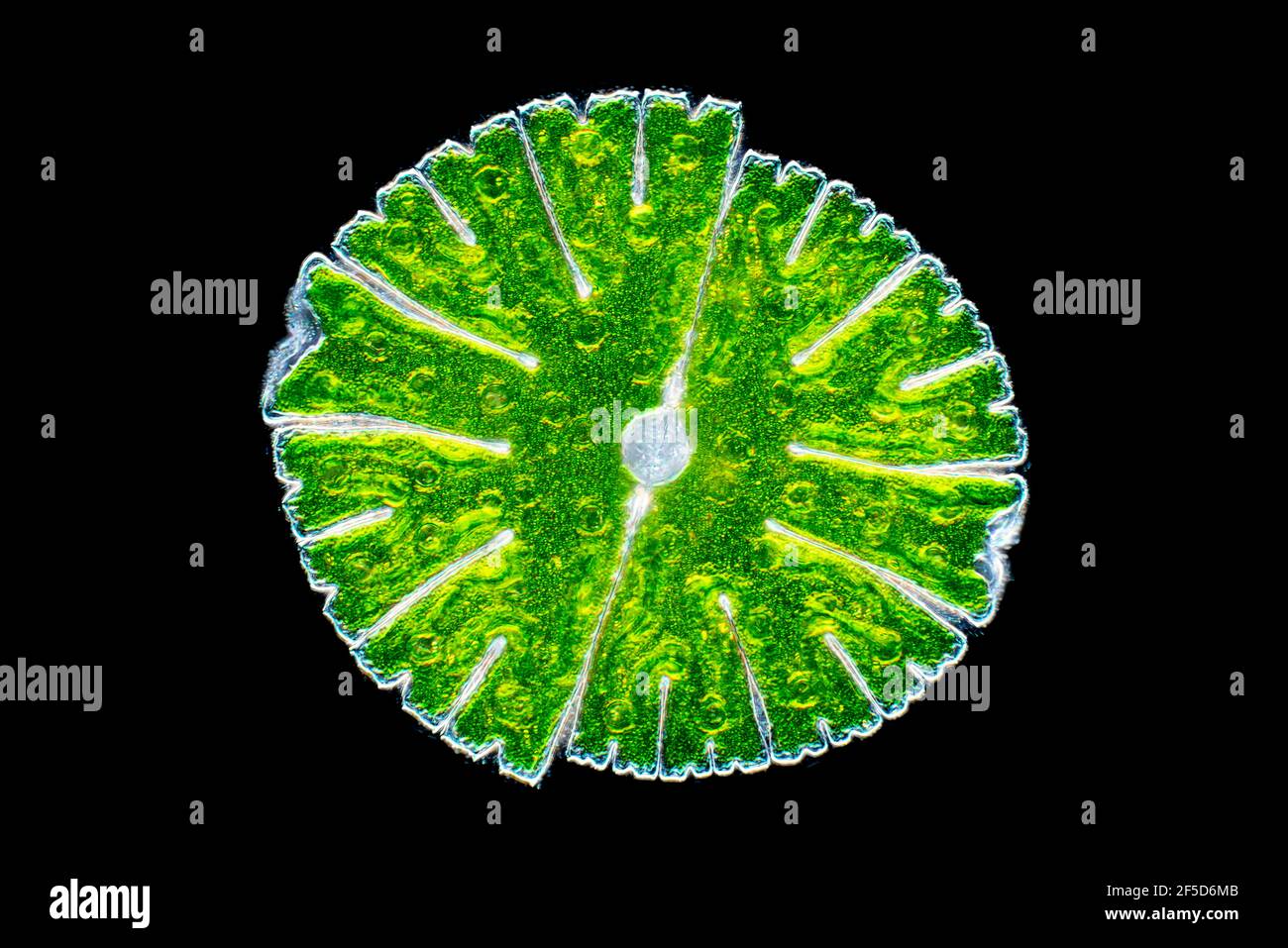 green alga (Micrasterias rotata), dark field microscopic image, magnification x100 related to 35 mm, Germany Stock Photo