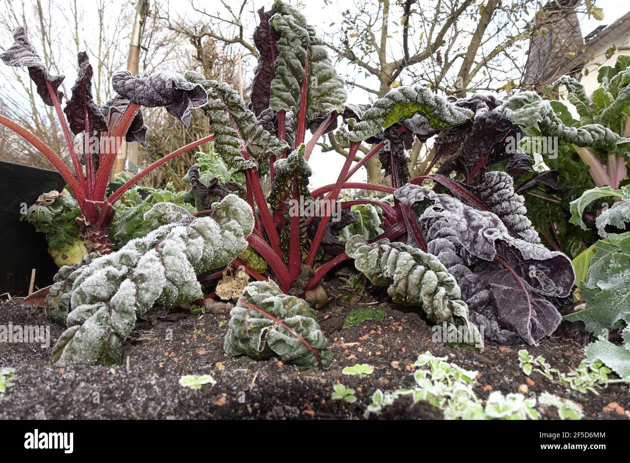 Foliage Beet, Chard, Swiss chard, Mangel (Beta vulgaris var. cicla, Beta vulgaris ssp. vulagris var. cicla), Chard with red stems in a raised bed Stock Photo