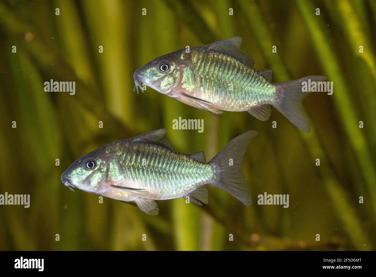 High fin brochis, Emerald catfish (Corydoras splendens, Brochis splendens, Callichthys splendens), two swimming Emerald catfishes Stock Photo