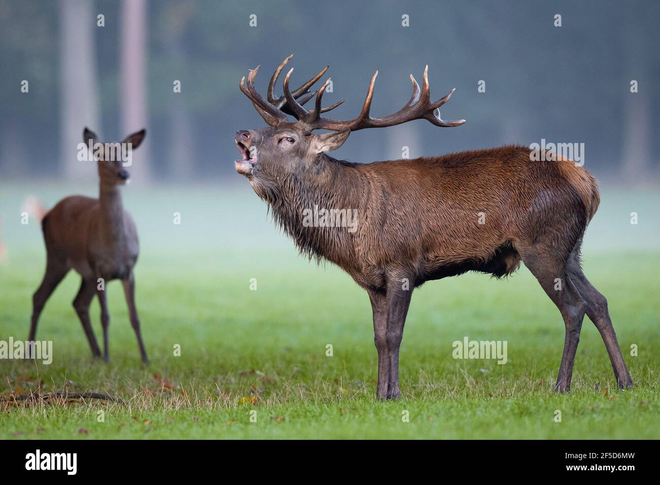 red deer (Cervus elaphus), roaring stag with hind in the morning, Germany, Mecklenburg-Western Pomerania Stock Photo