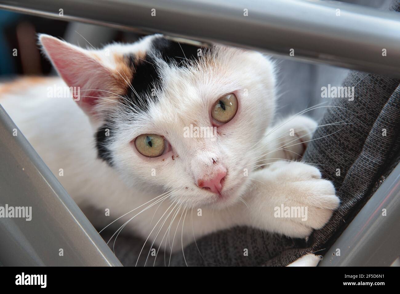 domestic cat, house cat (Felis silvestris f. catus), lying on a chair, Germany Stock Photo
