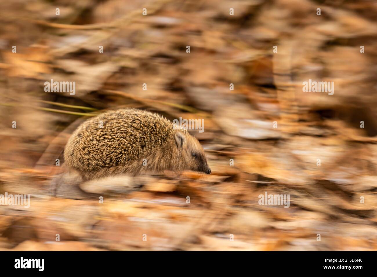 Western hedgehog, European hedgehog (Erinaceus europaeus), running over fallen leaves in autumn, Germany, Bavaria Stock Photo