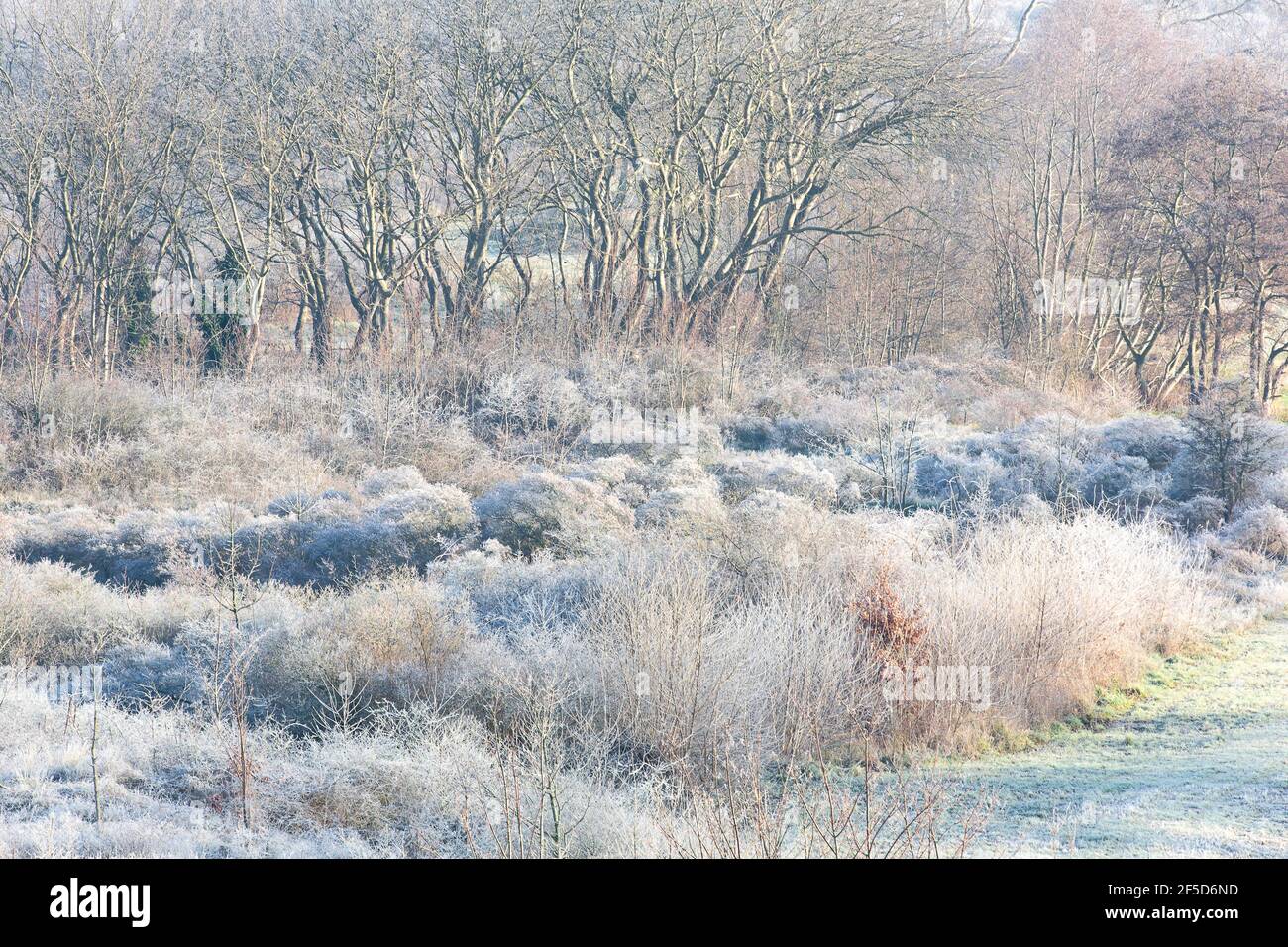 Natur reserve Ter Yde with hoar frost, Belgium, West Flanders, Ter Yde, Oostduinkerke Stock Photo