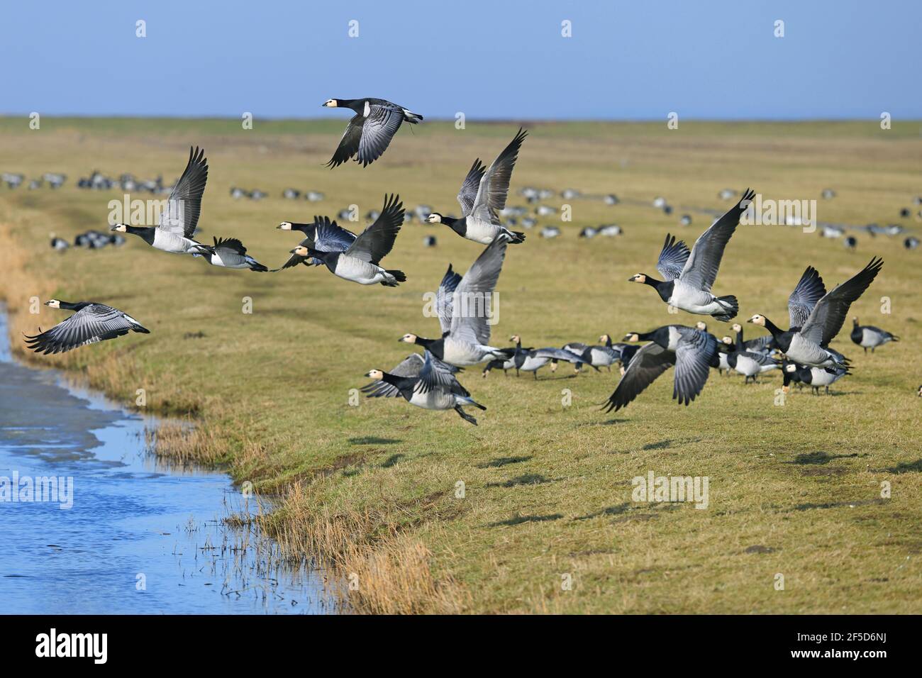 barnacle goose (Branta leucopsis), group taking off from grassland, Netherlands, Frisia, Ferwert Stock Photo