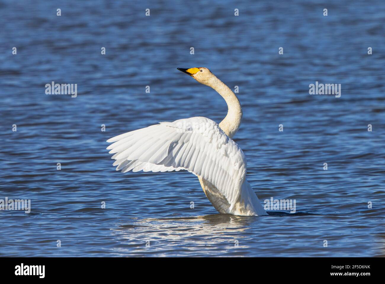 whooper swan (Cygnus cygnus), flapping wings, wintering, Germany, Bavaria, Lake Chiemsee Stock Photo