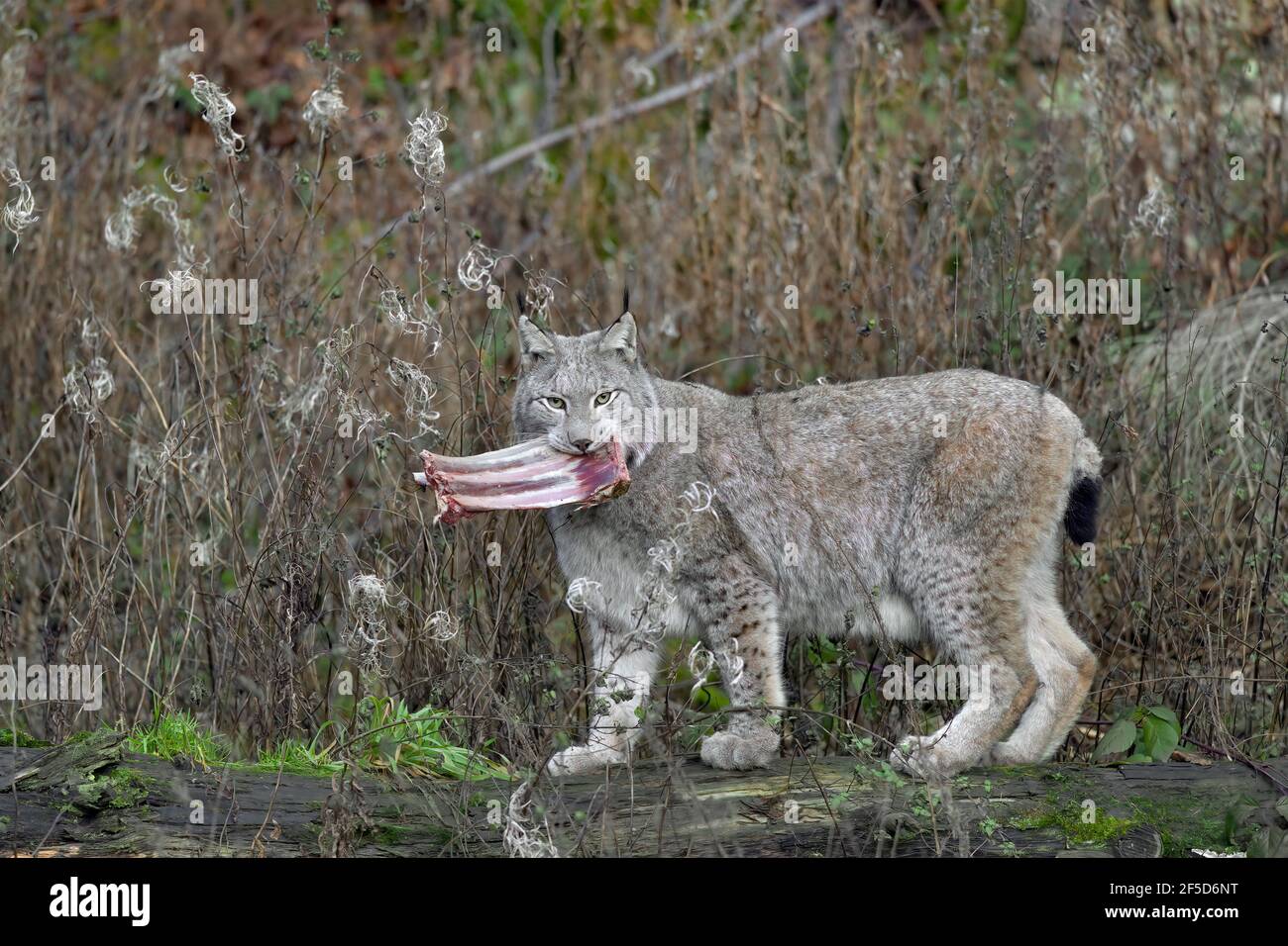 Image showcasing Eurasian lynx (Lynx lynx), removing its fodder to a safe place, Germany ...