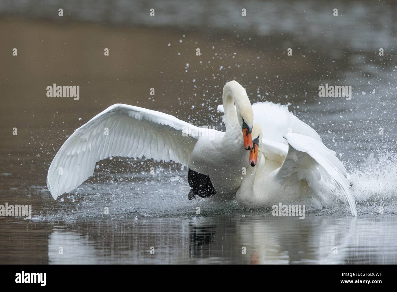 mute swan (Cygnus olor), attacks rival in its territory, Germany, Bavaria, Woehrsee Stock Photo