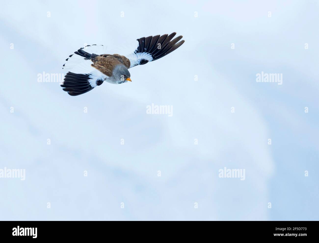 white-winged snow finch (Montifringilla nivalis, Montifringilla nivalis nivalis), Adult in winter plumage in flight, Switzerland Stock Photo
