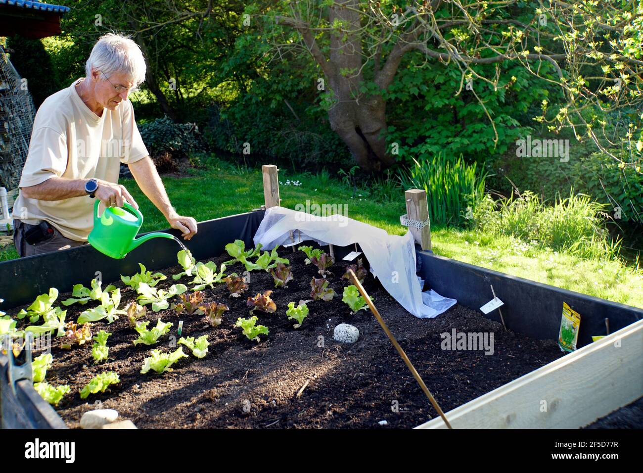 hobby gardener watering young lettuces in a raised bed with a watering can, Germany Stock Photo