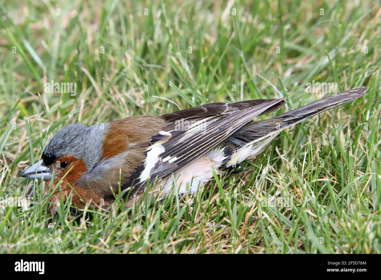 chaffinch (Fringilla coelebs), sick chaffinch perched in the grass, Germany Stock Photo