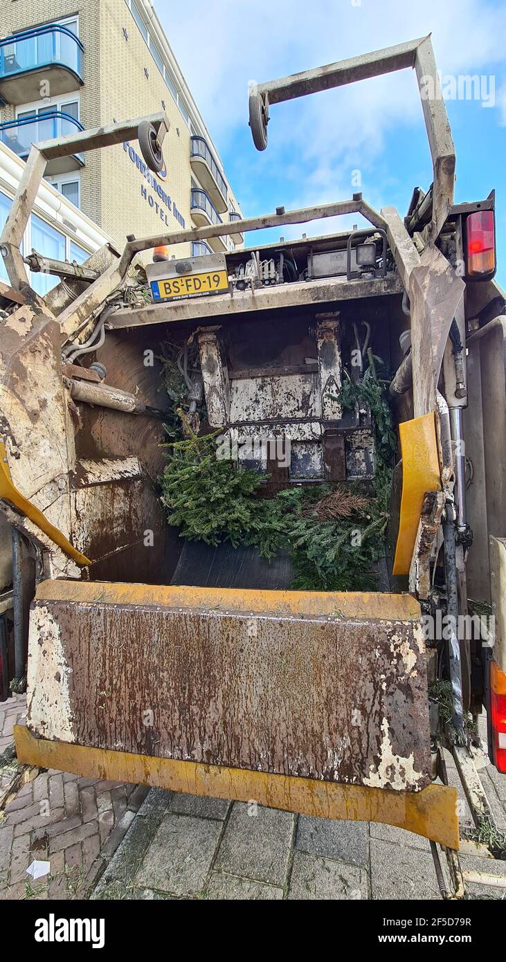 Christmas trees in a garbage truck, Netherlands Stock Photo