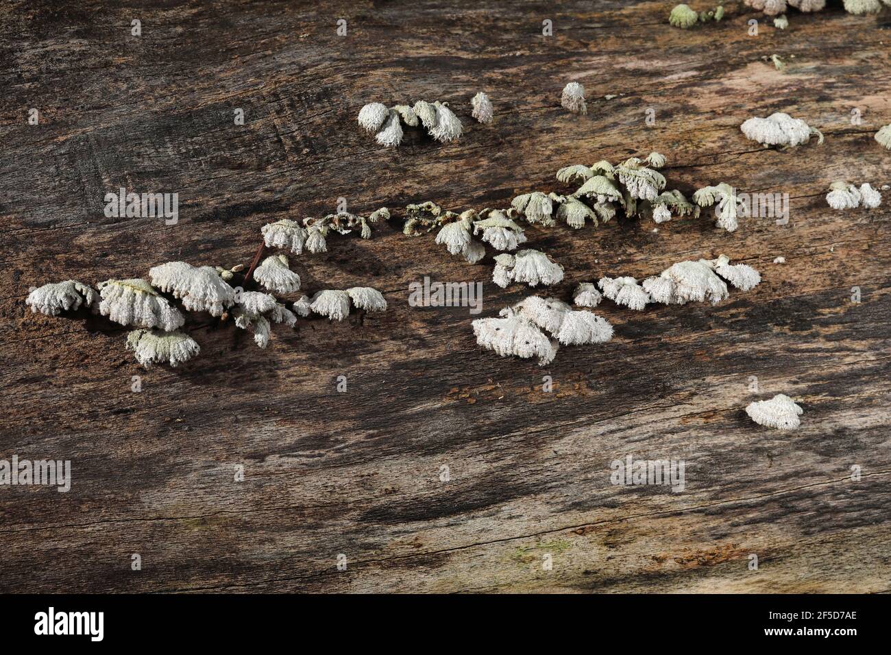 common porecrust (Schizophyllum commune), fruiting bodies on dead beech, Germany, North Rhine-Westphalia, NSG Lampertstal Stock Photo