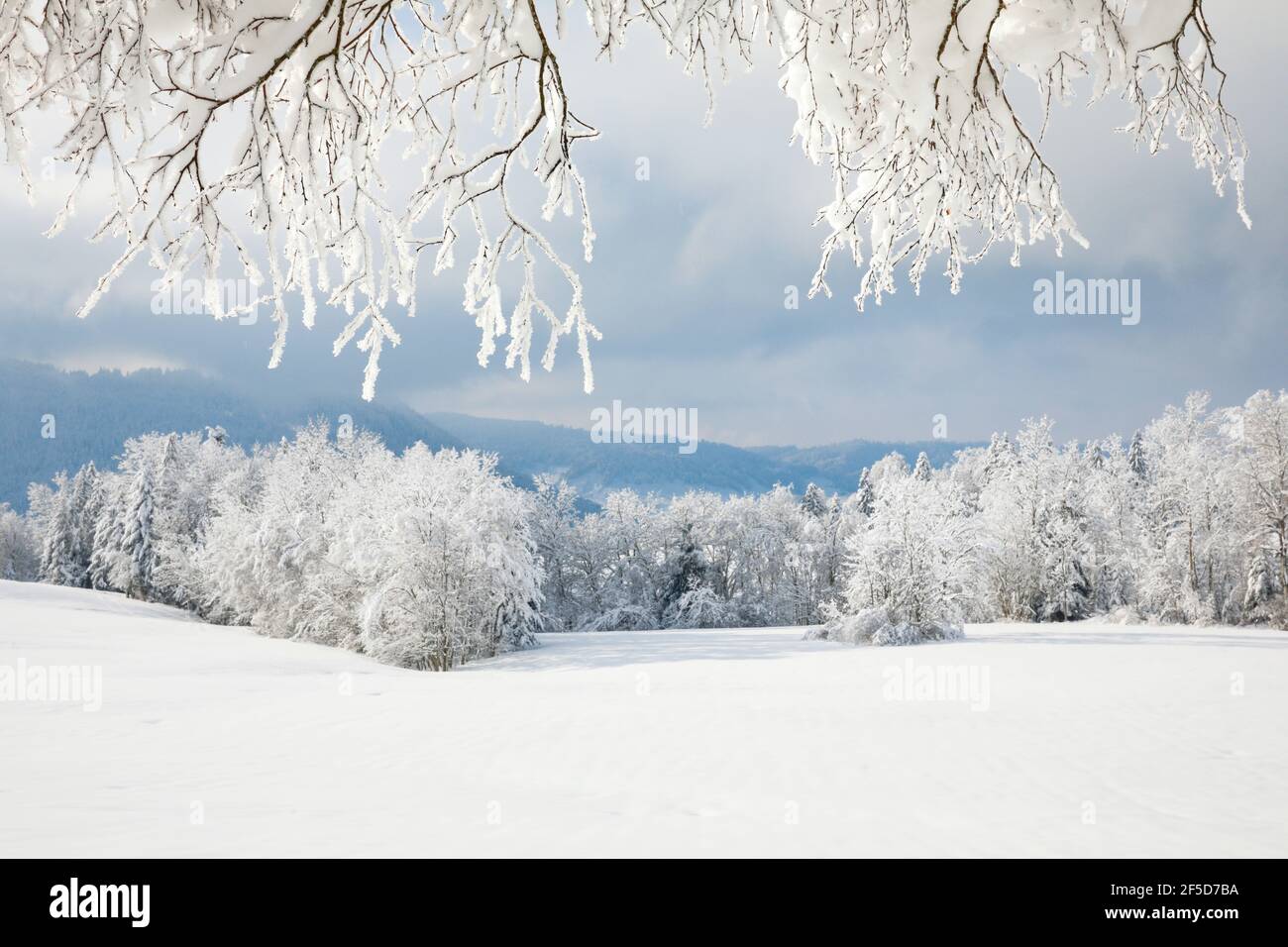 snow covered landscape in Oberaeger, Zug, Switzerland Stock Photo