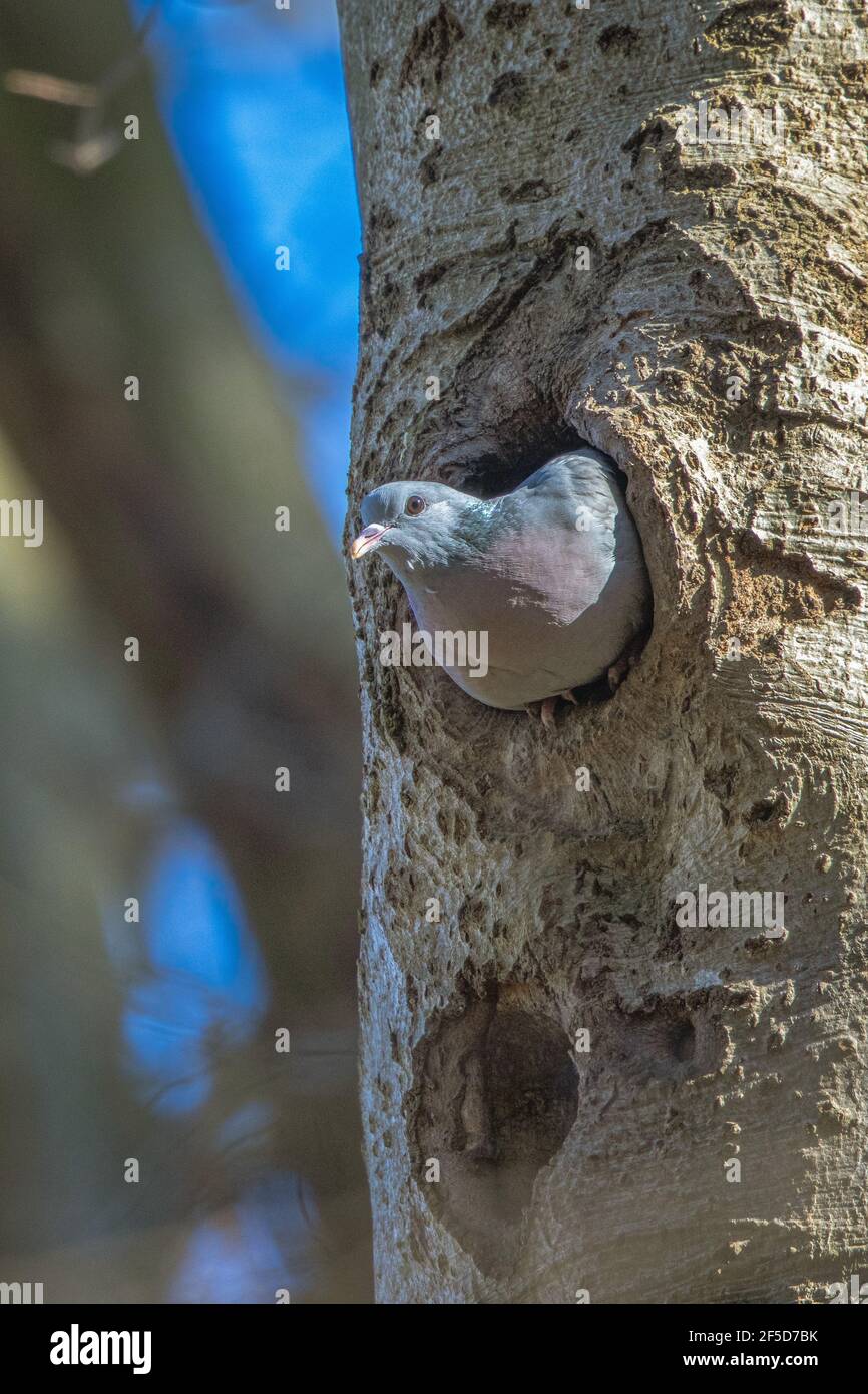 stock pigeon (Columba oenas), peering out of the breeding cave of a Black Woodpecker, Germany, Bavaria, Isental Stock Photo