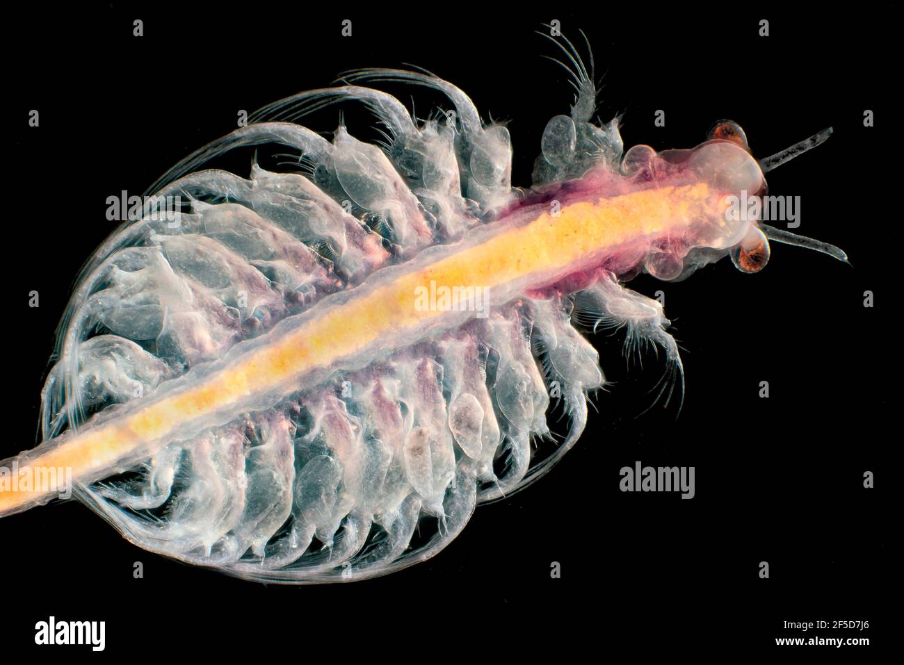brine shrimp (Artemia salina), dark field microscopic image, magnification x20 related to 35 mm Stock Photo