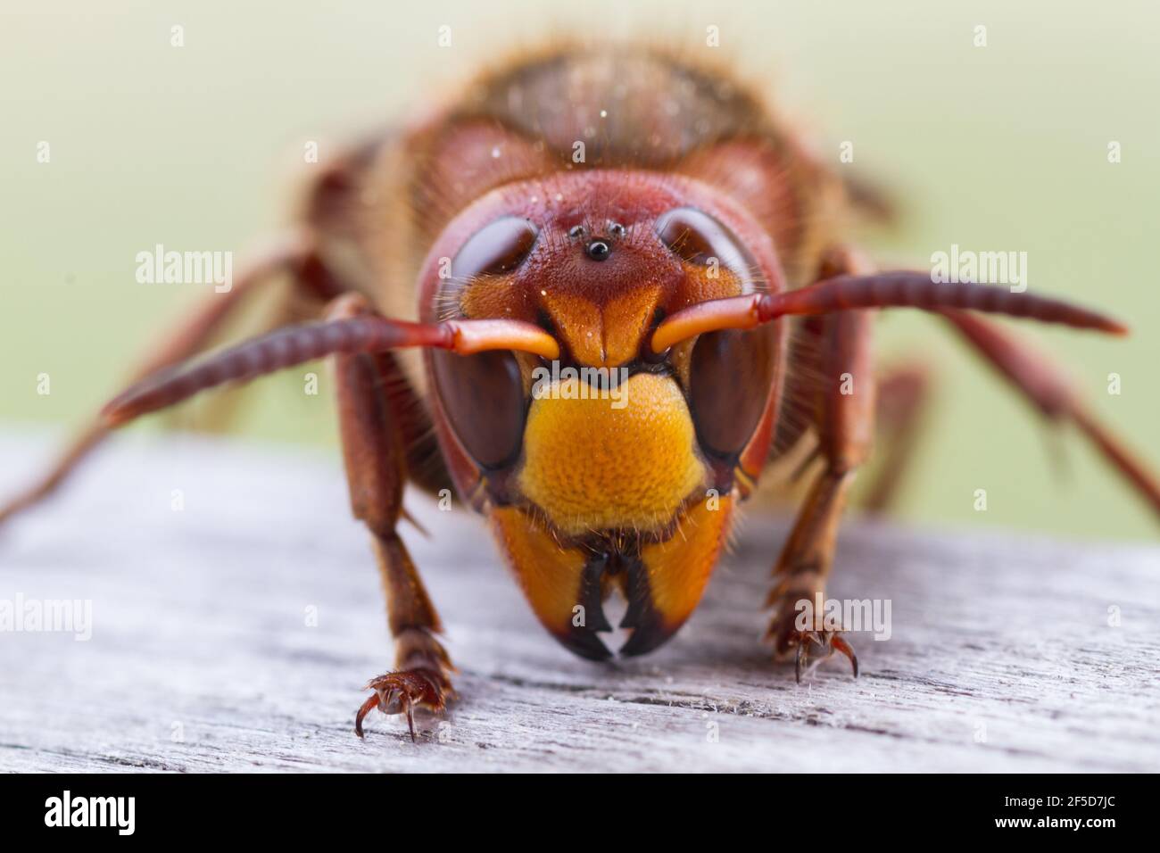 hornet, brown hornet, European hornet (Vespa crabro), portrait, Poland Stock Photo