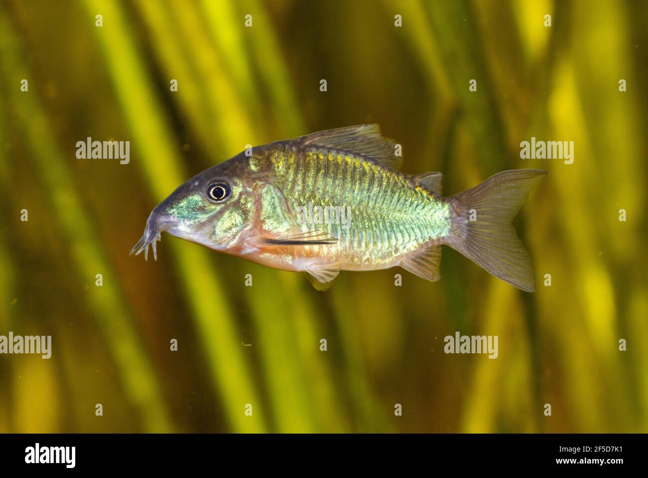 High fin brochis, Emerald catfish (Corydoras splendens, Brochis splendens, Callichthys splendens), swimming Stock Photo