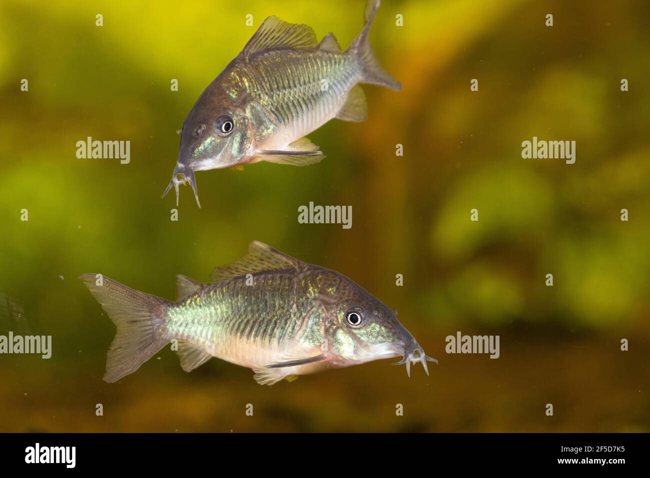 High fin brochis, Emerald catfish (Corydoras splendens, Brochis splendens, Callichthys splendens), two swimming Emerald catfishes Stock Photo