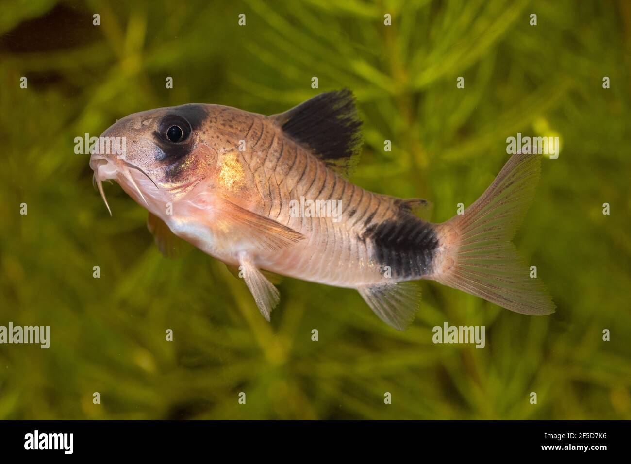 Panda cory (Corydoras panda), female Stock Photo