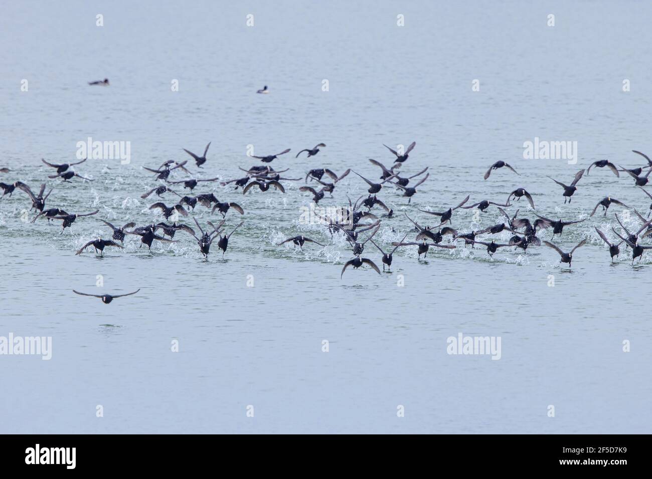 black coot (Fulica atra), flock escaping over water surface, Germany, Bavaria Stock Photo