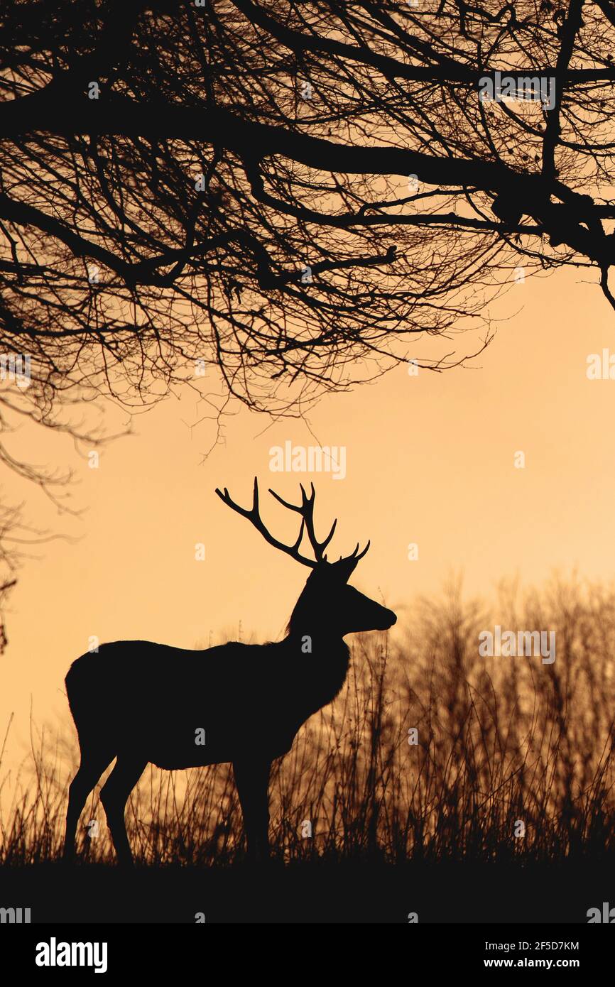 red deer (Cervus elaphus), red deer at dawn at forest edge, Germany Stock Photo