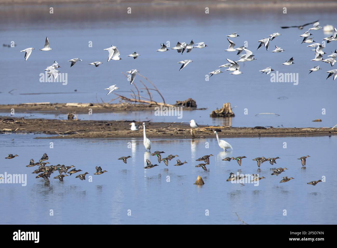 green-winged teal (Anas crecca), flying flock with many black-headed gulls, Germany, Bavaria, Lake Chiemsee Stock Photo