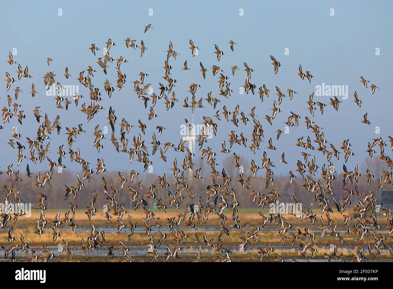 black-tailed godwit (Limosa limosa), flying flock, Netherlands, Gelderland, Nijkerk Stock Photo