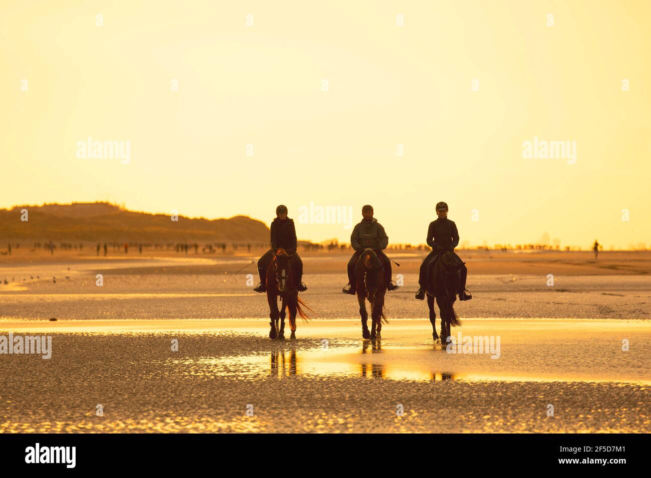 domestic horse (Equus przewalskii f. caballus), three equestrians on the beach in evening light, Belgium, West Flanders, Nieuwpoort Stock Photo