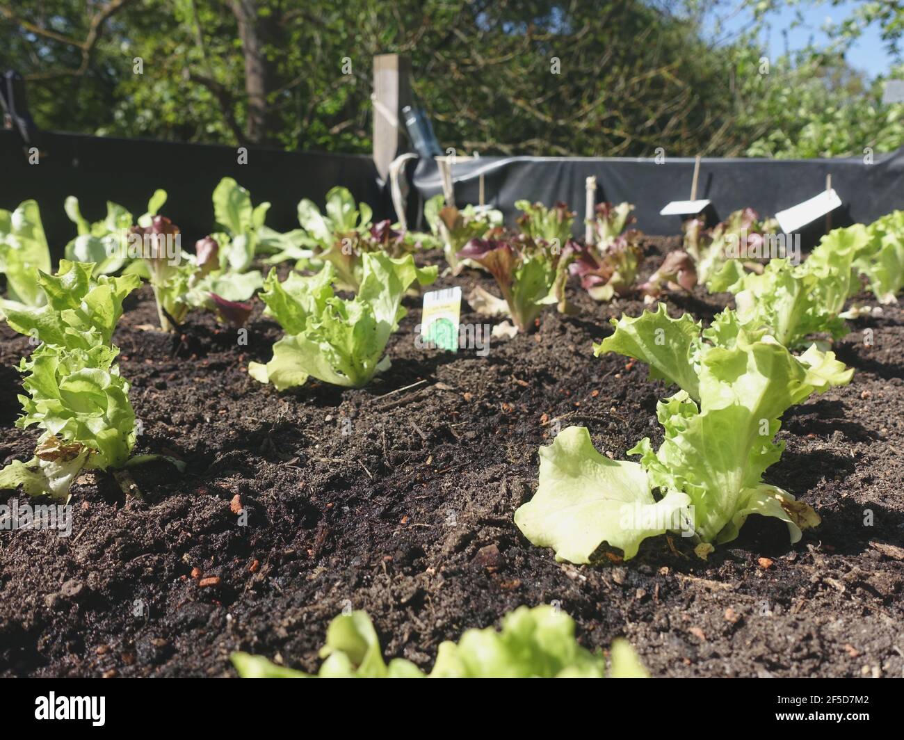 garden lettuce (Lactuca sativa), different lettuces in a raised bed