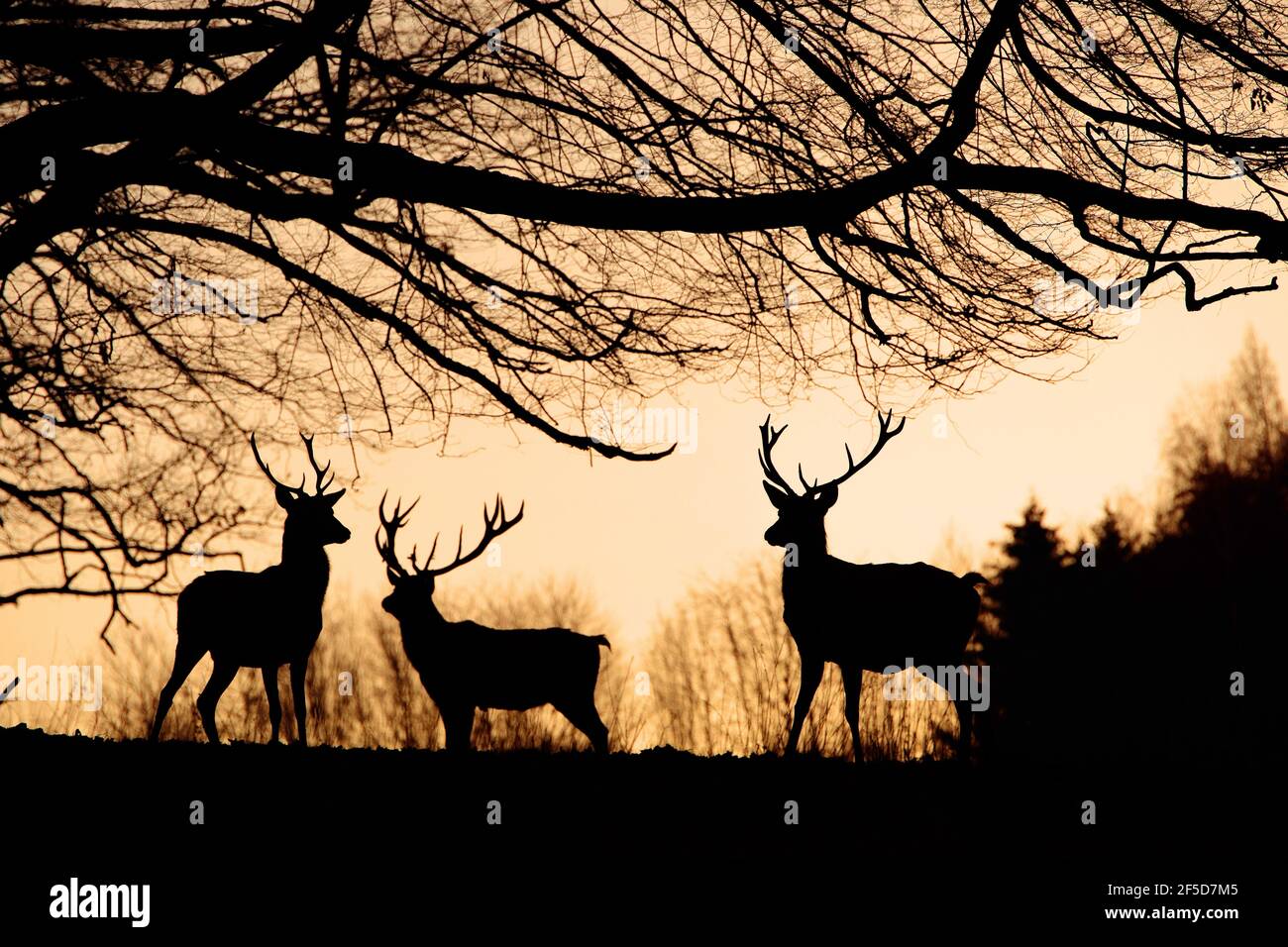 red deer (Cervus elaphus), red deers at dawn at forest edge, Germany Stock Photo