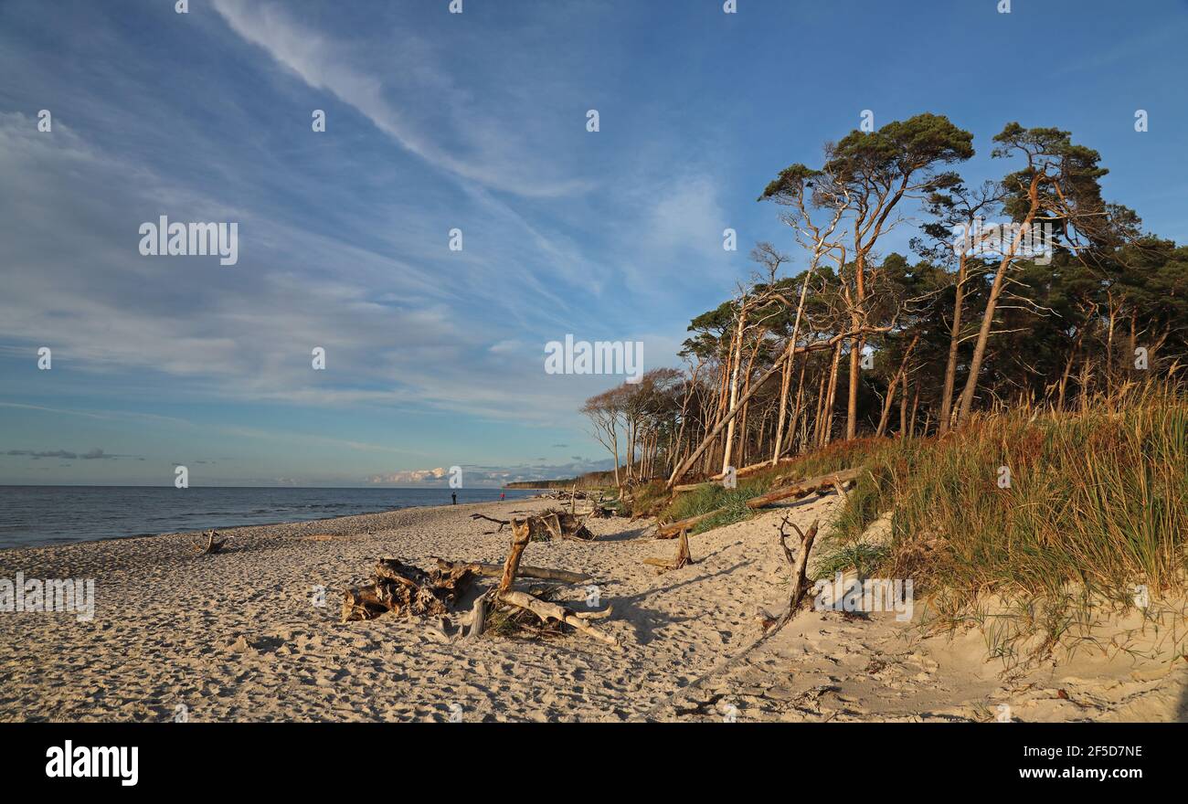 coast of the Baltic Sea with pines at the Darss, Germany, Mecklenburg-Western Pomerania, Darss Stock Photo