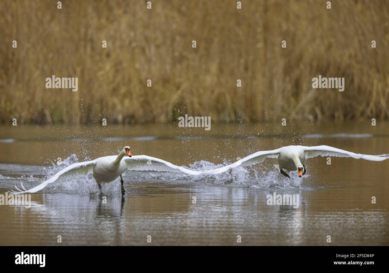 mute swan (Cygnus olor), attacks rival in its territory, Germany, Bavaria, Woehrsee Stock Photo