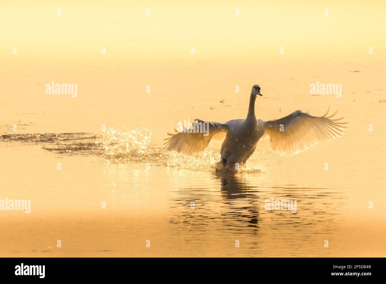 mute swan (Cygnus olor), escaping from the attack of a rival, backlight image, Germany, Bavaria, Woehrsee Stock Photo